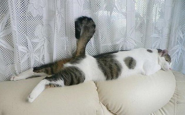 macskak-akik-mesterien-uzik-az-alvas-muveszetet-17